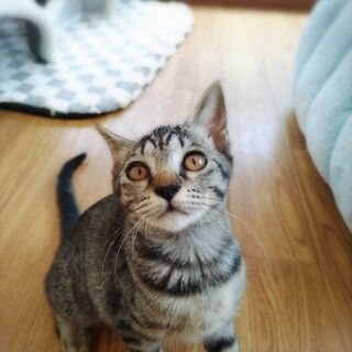 【ねずこ】　6ヶ月キジ♀