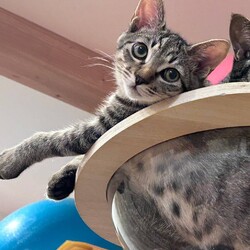 in岡崎市☆子猫もいっぱい☆猫達を暖かいオウチに迎えよう2025年9月6日（土）～ちーむにゃいんず サムネイル1