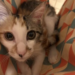 in岡崎市☆子猫もいっぱい☆猫達を暖かいオウチに迎えよう2025年9月6日（土）～ちーむにゃいんず サムネイル2