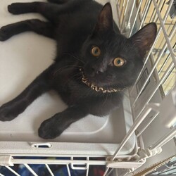 in岡崎市☆子猫もいっぱい☆猫達を暖かいオウチに迎えよう2025年9月6日（土）～ちーむにゃいんず サムネイル3