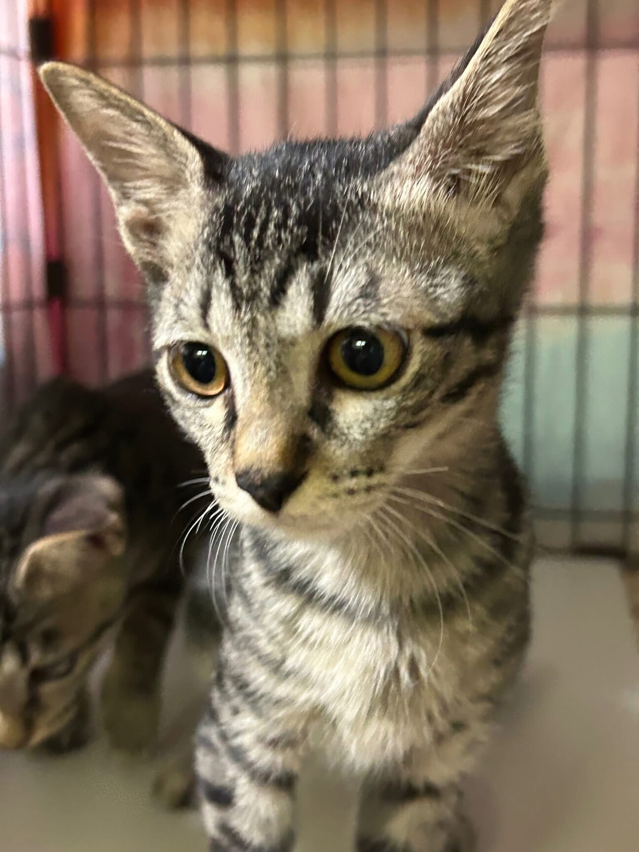 ぜんいつ】4カ月キジ♂」神奈川県 - 猫の里親募集(524625