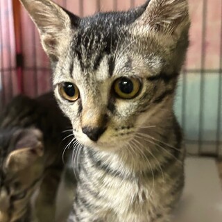 【ぜんいつ】4カ月キジ♂　２・３兄弟一緒の譲渡希望