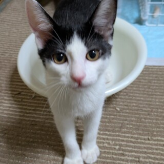 かぎしっぽの可愛い子猫です