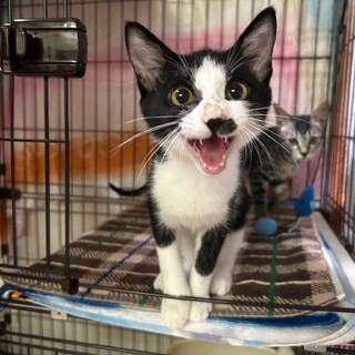 【ぎゆう】6カ月白黒ハチワレ♂抱っこ大好き甘えん坊