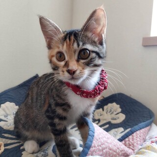 【9/7東銀座】りかちゃん★４ヵ月