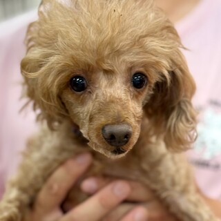 ★緊急★飼い主様が亡くなられ募集★