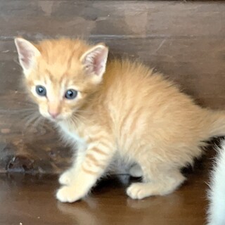 人懐っこい茶トラの女の子夏野菜組の『なす』ちゃん