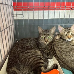 in春日井市☆子猫もいっぱい☆猫達を暖かいオウチに迎えよう2025年9月6日（土）～ちーむにゃいんず サムネイル1