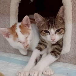 in春日井市☆子猫もいっぱい☆猫達を暖かいオウチに迎えよう2025年9月6日（土）～ちーむにゃいんず サムネイル3