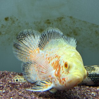 アルビノ　オスカー