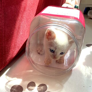 好奇心旺盛な白猫の女の子夏野菜組の『トマト』ちゃん