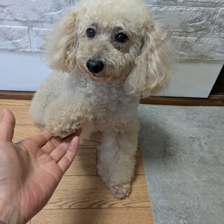 トイプードル　女の子♀　４歳　さくらちゃん