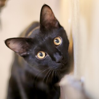 お喋り上手なバスクくん！