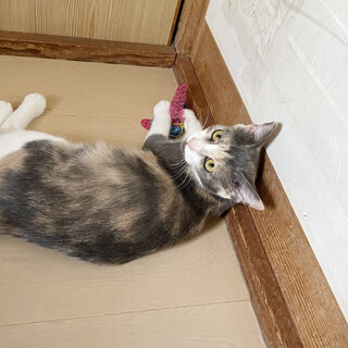 パステルカラーがキュートな女の子