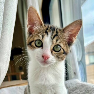 人に興味津々♪綺麗な緑目のキジ白子猫♡バンビちゃん