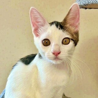 元気いっぱい♪甘えん坊の白キジ子猫♡うりちゃん