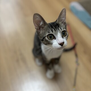 優しい性格のキジシロの男の子◎4カ月