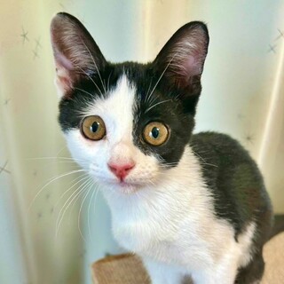 人が大好き！声が魅力の美猫ガール♪黒白子猫♡あげは