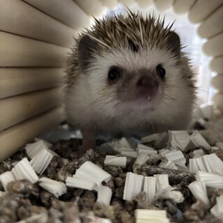 ハリネズミの男の子の里親を募集します。