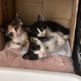 食いしん坊な兄妹