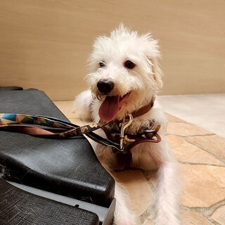 雑種　真っ白なトビーくん✨♪