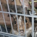 【至急】デグーの里親募集（9/6まで引き取り希望)