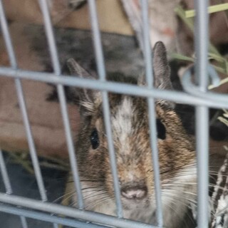 【至急】デグーの里親募集（9/6まで引き取り希望)