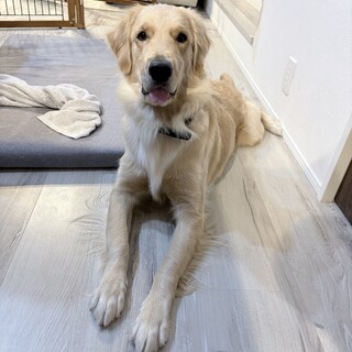 1才のゴールデンレトリバ」埼玉県 - 犬の里親募集(524652
