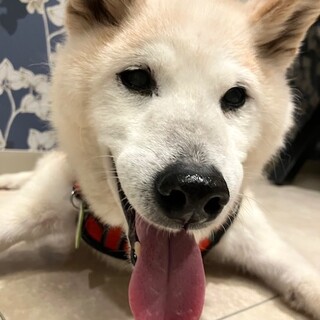 可愛いおじいちゃんの柴犬やまじぃ