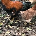 比内地鶏5羽