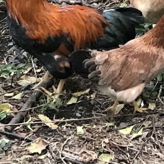 比内地鶏5羽