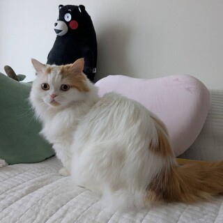 フワフワ短足のミヌエット家族に招待して下さい