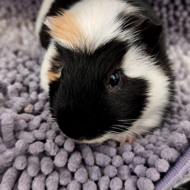 ピーナッツ2323のカバー写真