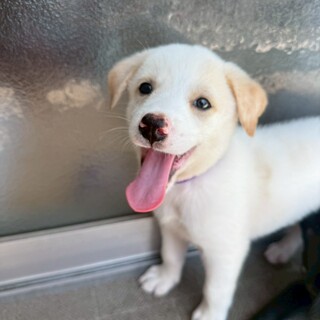 器の大きい男【よさこい君】