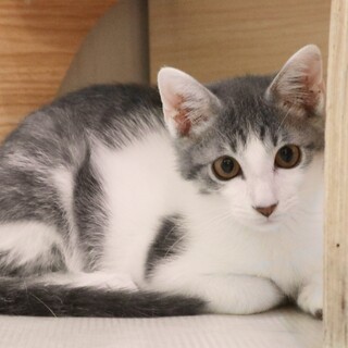 遊ぶのだいすき！アイスくん！