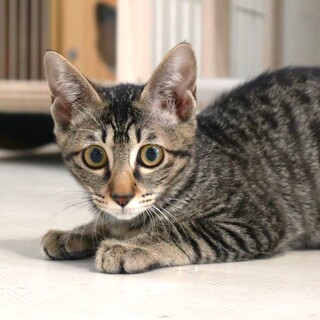 慎重派ソルベちゃん！