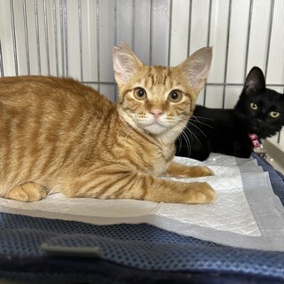 里親決定！太陽くん/おっとりさん