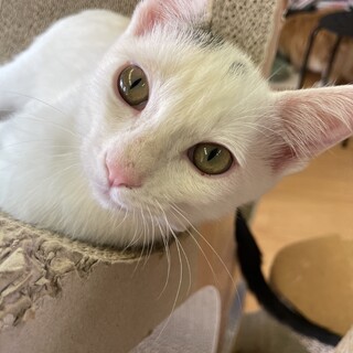 【6ヵ月♂】人間大好き　白ぶち　むすびくん