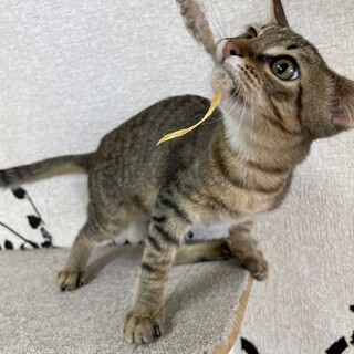 【2-3ヵ月♂】ベタ甘暴君　ひなたくん