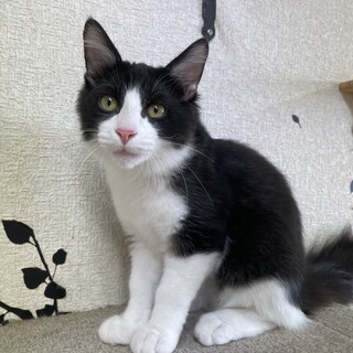 【４ヵ月♂】長毛ハチワレ　オレオくん