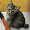 猫のピート