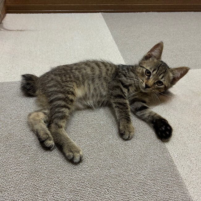 猫のピートのカバー写真