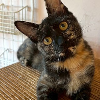 抱っこ大好きなサビ猫　ウルスラちゃん