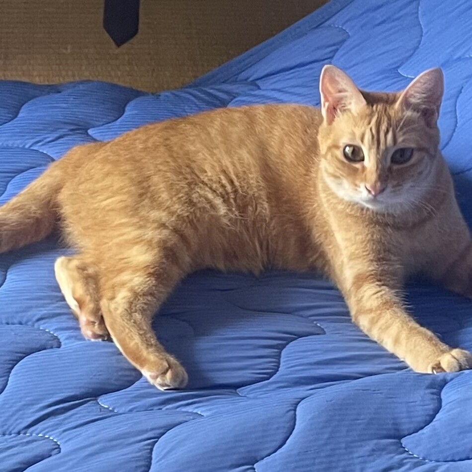 チャーちゃんのカバー写真