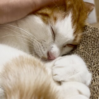 仲良し兄弟◎元気いっぱいくいしんぼう◎茶白くん♂