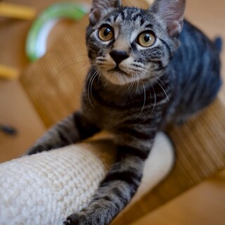 見た目はワイルドだけど甘えん坊なトトロ君