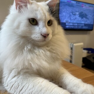 ふわふわ長毛男子◎シャルルくん♂