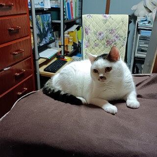 マシュマロみたいな白黒猫ちゃんの里親募集中！