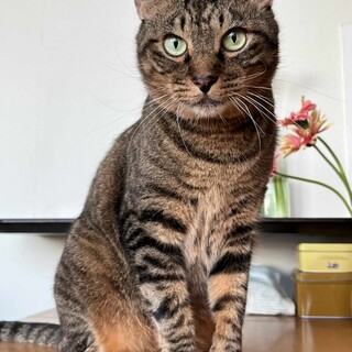 エイズキャリア キジトラ ナイキ君 里親様募集♡