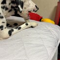 里親募集中‼️ソラくん